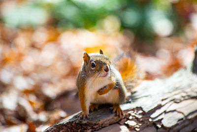 Squirrel on a tree