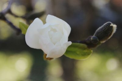 Close-up of white flower blooming outdoors