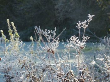 Close-up of flowers on frozen plant