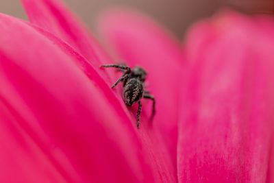 Close-up of insect on pink flower