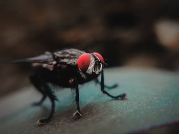 Black army flies, winged soldiers processing organic waste.