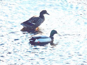 High angle view of ducks swimming in lake