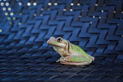 High angle view of a frog on backyard chair