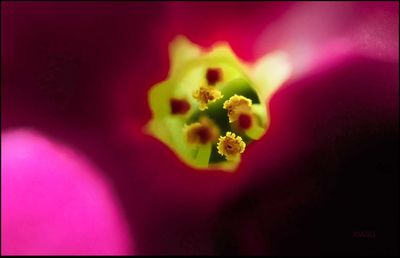 Close-up of red flower