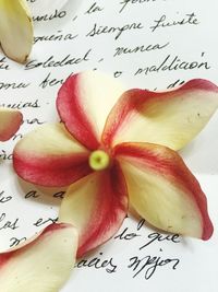 Close-up of flowers against paper