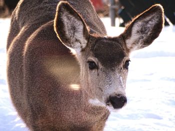 Close-up portrait of deer