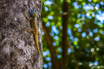 Close-up of insect on tree trunk