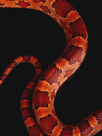 Close-up of snake