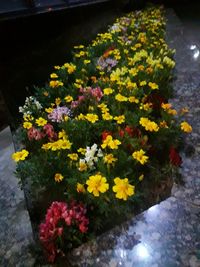 High angle view of yellow flowers blooming outdoors