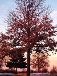 Low angle view of bare trees during winter