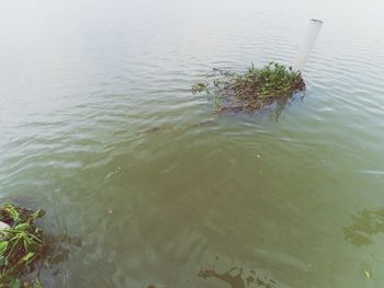 High angle view of ducks floating on lake