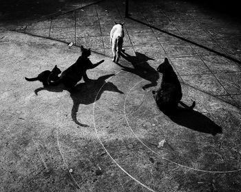 High angle view of dog walking on street