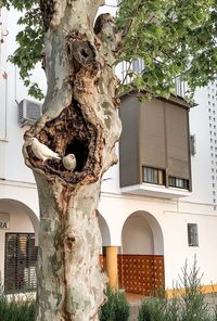 Low angle view of statue by tree against building