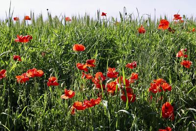 Close-up of red poppy flowers in field