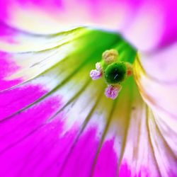 Close-up of insect on pink flower