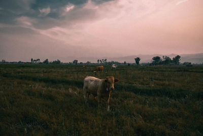 Horses grazing in a field