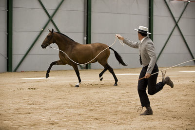 Horses in ranch