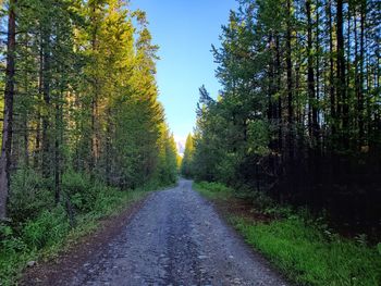 Road amidst trees in forest against sky
