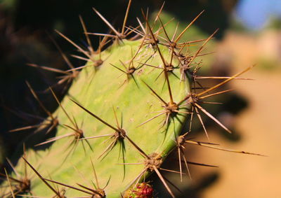 Close-up of caterpillar on plant