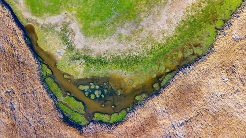 High angle view of moss on land