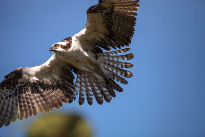 Low angle view of eagle flying against clear blue sky