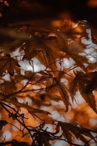 Close-up of dry leaves on tree during autumn