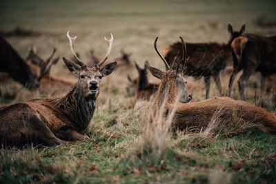 Herd of deer relaxing on grassy field 