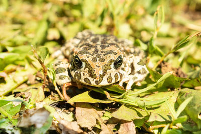 Close-up of lizard on land