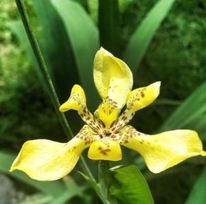Close-up of yellow flowers