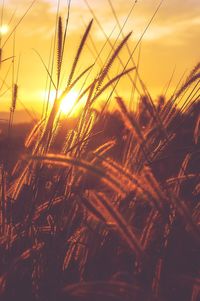 Close-up of stalks in field against sunset