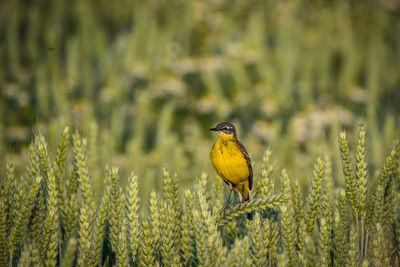 Bird perching on a plant