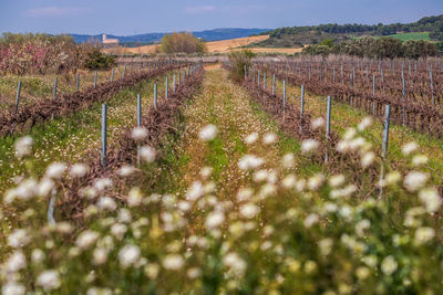 View of vineyard against clear sky