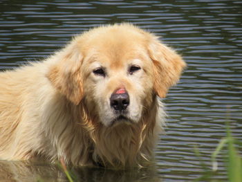 Close-up portrait of golden retriever swimming in lake