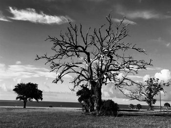 Bare tree on field against sky