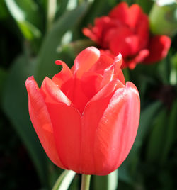 Close-up of red tulip