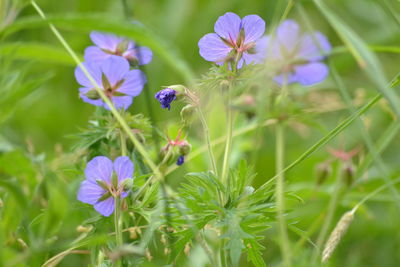 Close-up of purple flowering plant