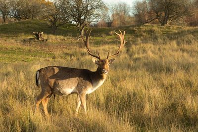 Deer standing in a field