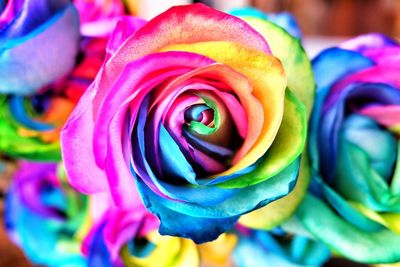 Close-up of multi colored rose blooming outdoors