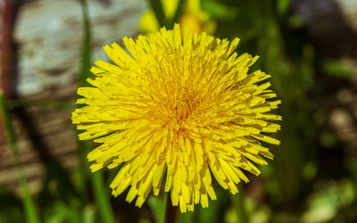 Close-up of yellow dandelion flower