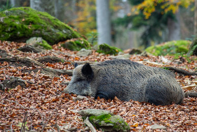 Close-up of sheep on land