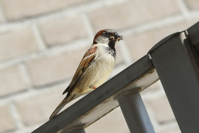 Low angle view of bird perching on wood