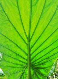 Close-up of palm leaves