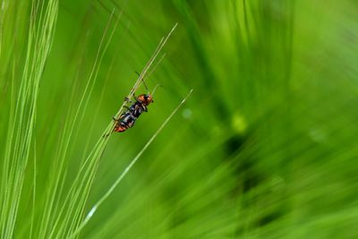 Close-up of beetle on grass