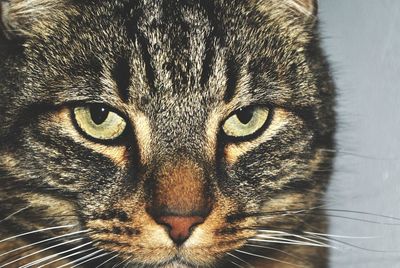 Close-up portrait of a cat