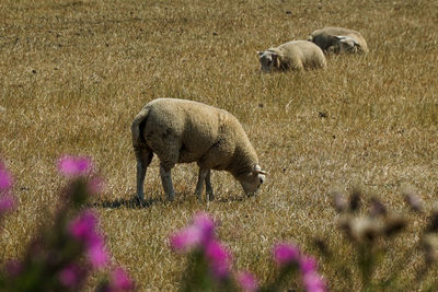 Sheep in a field