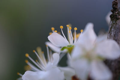 Close-up of white flowering plant