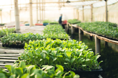 Close-up of plants in greenhouse