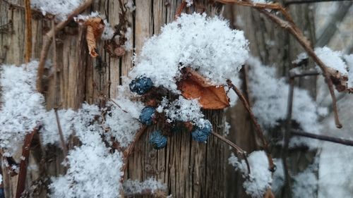 Close-up of snow on dry berries