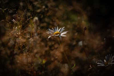 nature
