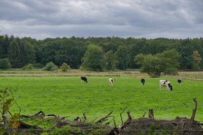 Horses in a field